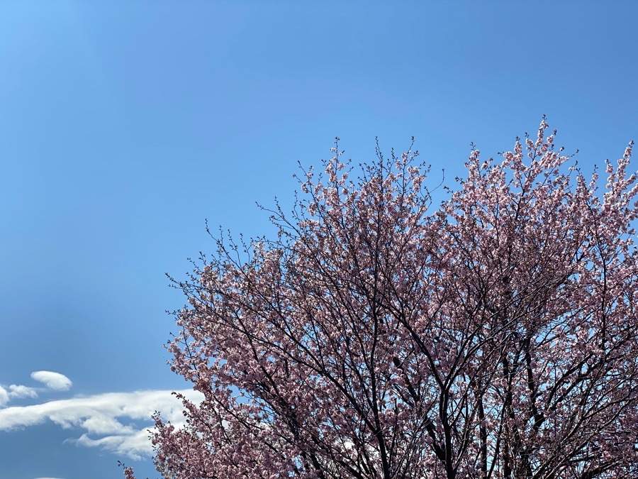 北海道の桜　2022年